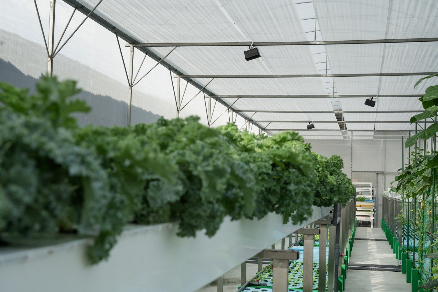 Rows of curly kale in a large commercial aquaponics greenhouse