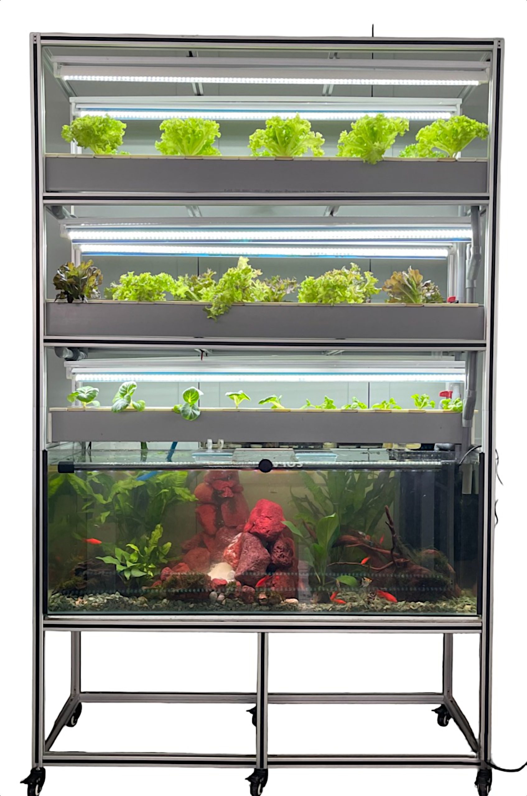 Indoor aquaponics demonstration rack with fish tank and LED-lit greens