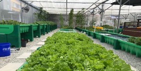 Gombak Setia, Selangor aquaponics farm project, 2019