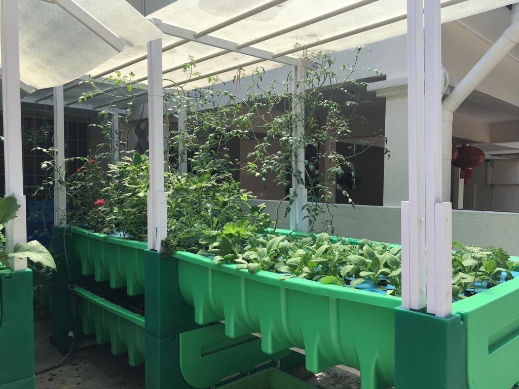 Taman Desa, Kuala Lumpur aquaponics farm project, 2018
